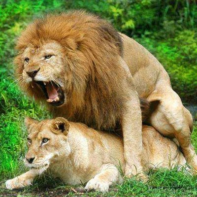 لبوة وأسد's profile picture