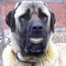 Pejo Panelvan's profile picture