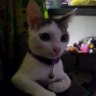 @reythepcplayer.bsky.social (They/Them) profil fotoğrafı