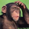 DavGoo Trump for P's profile picture