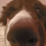 GorgoD2 profil fotoğrafı