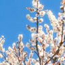 ごまネコ profil fotoğrafı