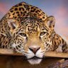 Jaguar Malicieu profil fotoğrafı
