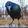 mcrow's profile picture