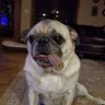WiseDog 的头像