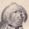 Christopher Shasky 的头像