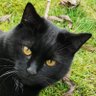 Cheshire Black Cat profil fotoğrafı