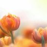Фото профиля انتصار آل تريك
