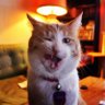 Gonzo Does Tweets🐈he/him 的头像