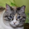 Фото профиля テトにゃん🐾