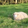 ひつじ🐑 profil fotoğrafı