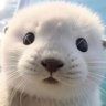 ぺんたん profil fotoğrafı