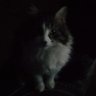 Cris7-Tv's profile picture