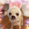 🐶キナコムギ🐶 的头像