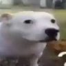 Pitbull D. Norte profil fotoğrafı