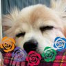 Фото профиля 🌹ふまけんpSZFKNn💙💚💛💜❤🌹💜満開部ファイブ💜🌹