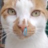 Qing's profile picture