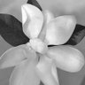 BlackTulip 的头像