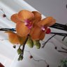 Фото профиля AshBelh