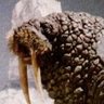 Profilbild von Gorath