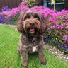 John McSweeney's profile picture