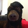Saaz's profile picture