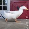 Ang _Sa profil fotoğrafı