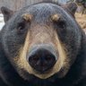 Profilbild von BearthanBear