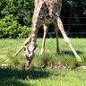 Profilbild von じらふ🦒なしっ子どうぶつ