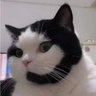 agent Meow profil fotoğrafı