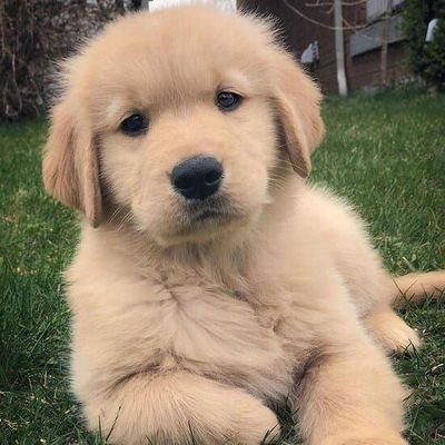 popular pupes's profile picture