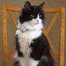Profilbild von MyLovelyBoy🐈⬛