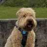 luvdogs's profile picture