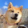 Profilbild von お山のおっちゃん