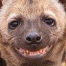 Asmo's profile picture