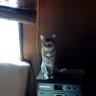 4人と4匹's profile picture
