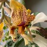 Stanhopea 的头像