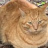 シロウ profil fotoğrafı