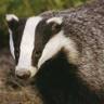 Фото профиля Badger