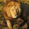 Profilbild von Lion King
