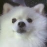 lenyang's profile picture