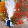 Omer's profile picture