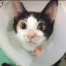 The.cat.side.qatar's profile picture