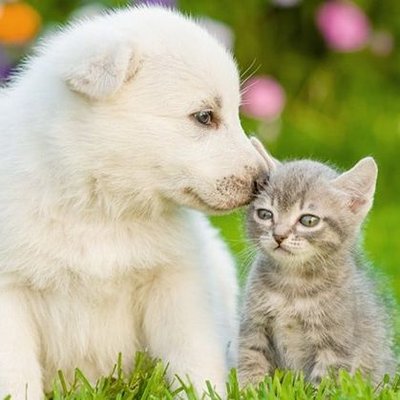Catsdogs_tweets's profile picture