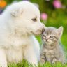 Profilbild von Cats and Dogs In Their Cute Era 😺🐶