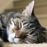 Profilbild von Jazz Cat