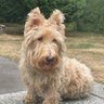 🇨🇦 Karin, Trixie’s Mum 🇨🇦 profil fotoğrafı