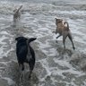 Shirepups 的头像