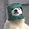 Фото профиля cute animals I saw online