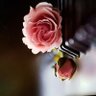 ڑحےلة ولےہ 💛💙 profil fotoğrafı
